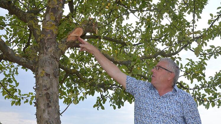 Gerhard Eller zeigt, wo ein Baum durch unfachmännische Vorgehensweise stark beschädigt wurde.Rainer Lutz