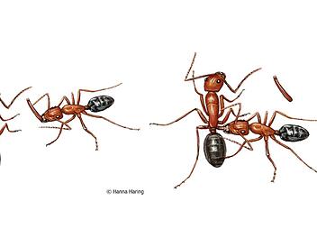 Würzburger Forschergruppe untersucht besonderes Verhalten bei Ameisen Würzburger Forschergruppe untersucht besonderes Verhalten bei Ameisen