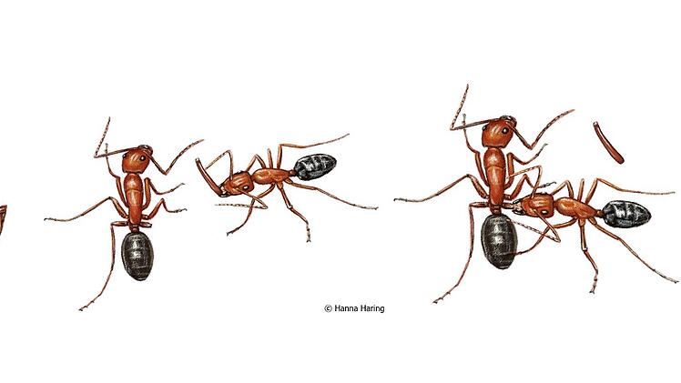 W&uuml;rzburger Forschergruppe untersucht besonderes Verhalten bei Ameisen