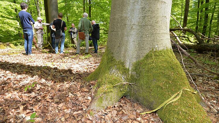 Perspektive im Hohen Buchenen Wald