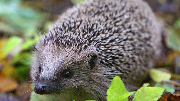 Im Herbst machen sich die Igel auf die Suche nach genügend Futter. Foto: dpa/Karl-Josef Hildenbrand