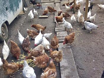 Die Hühner auf besagtem Grundstück mit den genehmigungspflichtigen baulichen Anlagen: Der Zaun und die Wohnwägen.  Foto: Stefan Nitsch