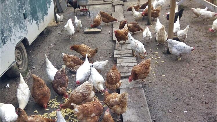 Die Hühner auf besagtem Grundstück mit den genehmigungspflichtigen baulichen Anlagen: Der Zaun und die Wohnwägen.  Foto: Stefan Nitsch