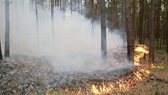 Wegen einer Brandserie in den W&auml;ldern um Neudrossenfeld, Eckersdorf und Bindlach stand jetzt ein Mann aus dem Landkreis Bayreuth vor Gericht.