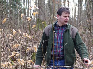 Die Arbeiten im Kirchenwald und im städtischen Wald sorgen für Gerüchte. Vom Ausverkauf und von der Verschandelung der Wälder ist die Rede. Das sei ebenso Unsinn wie der Ruf nach aufgeräumten Wäldern, versichert Stadtförster Ulrich Dautel. Äste, Reisig und Totholz seien wichtig im Wald. Der Unrat aus den Haushalten, der dort landet, sei das einzige Schmutzproblem. Fotos: Marco Meißner