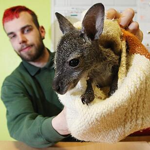 Kängurubaby im Tierpark Köthen