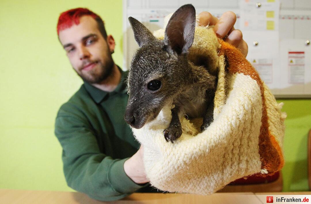 Kängurubaby im Tierpark Köthen