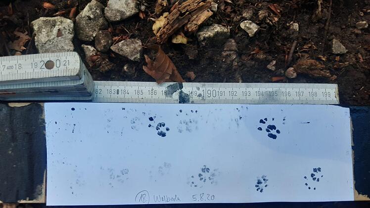 Hier ist wohl ein Siebenschl&auml;fer vorbeispaziert. Foto: Melanie Chist&eacute;