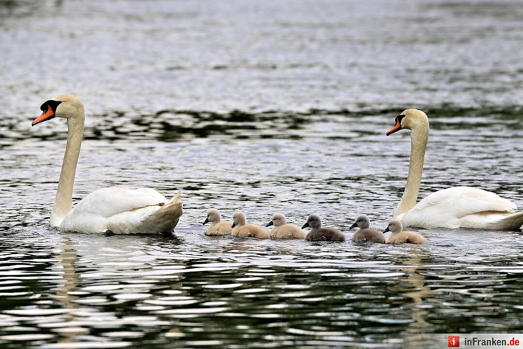 Schwanennachwuchs auf der Erba-Insel in Bamberg