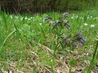 Auf der Grundwiese leben seltene Pflanzen.  Foto: Aglaia Abel