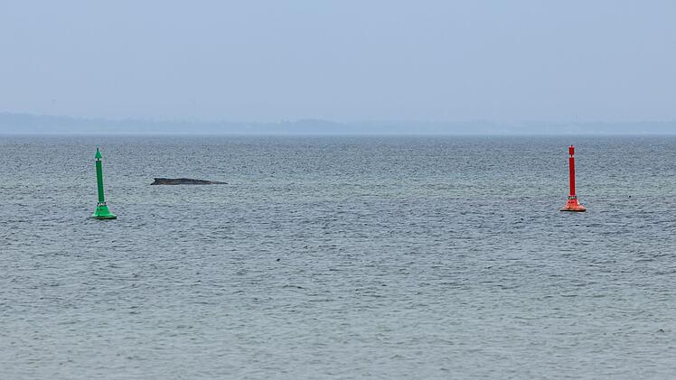 Wal an der Ostseek&uuml;ste gestrandet