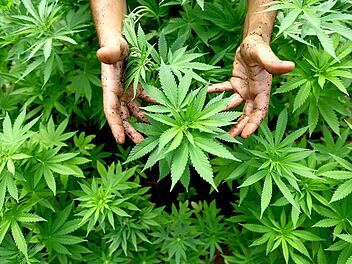 Cannabis-Pflanzen - aus ihnen wird Marihuana hergestellt. Foto: Abir Sultan Israel, dpa/Archiv