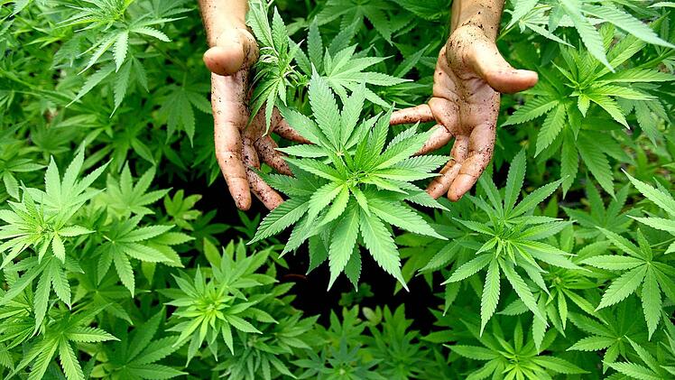 Cannabis-Pflanzen - aus ihnen wird Marihuana hergestellt. Foto: Abir Sultan Israel, dpa/Archiv