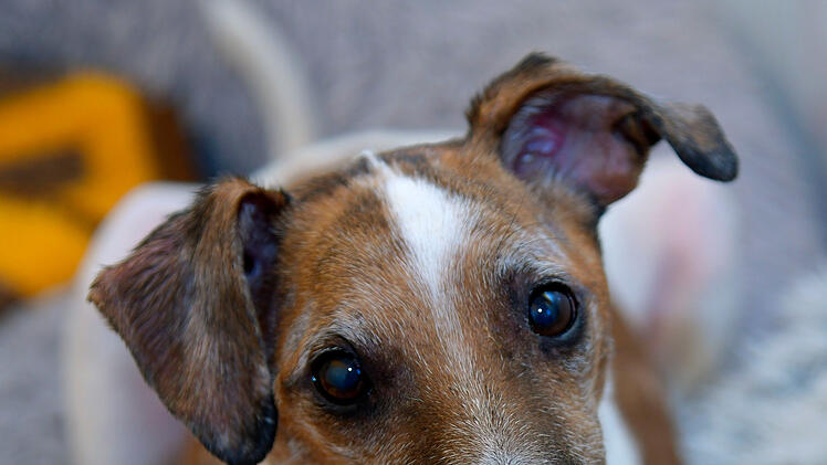 Tierheim Bamberg: Sammy (12) sucht ein neues Zuhause