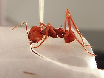 W&uuml;rzburg: Wie bemessen Blattschneiderameisen die Blattgr&ouml;&szlig;e? Universit&auml;tsstudie gibt Einblicke