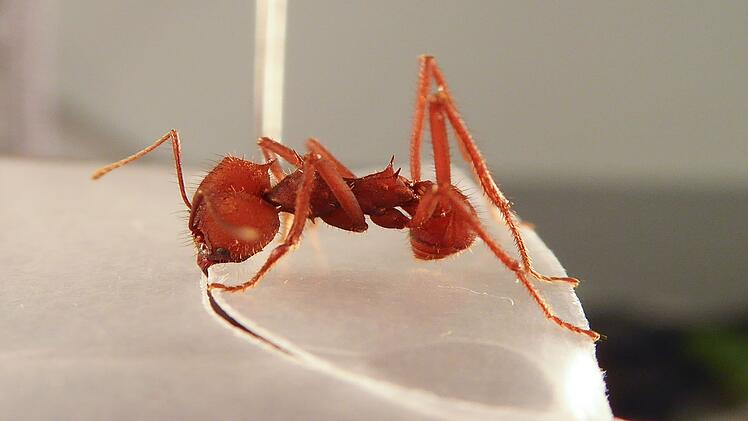 Würzburg: Wie bemessen Blattschneiderameisen die Blattgröße? Universitätsstudie gibt Einblicke