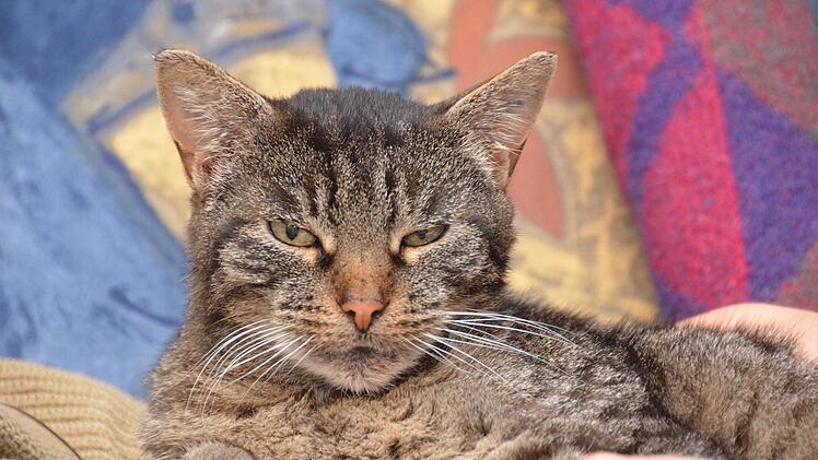 Manchmal ist es nicht mehr möglich, alle Fundkatzen im Tierheim unterzubringen. Fotos: Peter Rauch