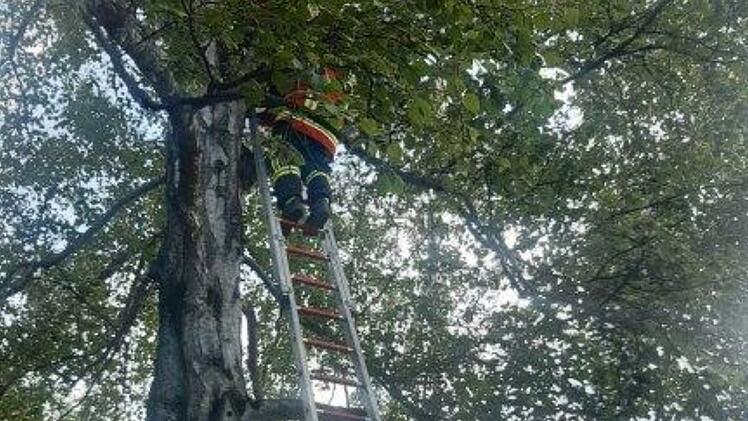 Katzenrettungsaktion in Heroldsberg: Die Feuerwehr musste ein Kätzchen von einem Baum holen.