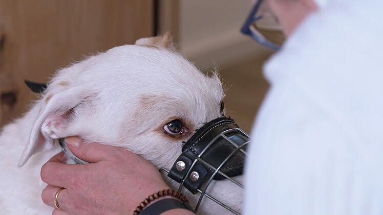 Elvis' Menschen bekommmen eine Hiobs-Botschaft.