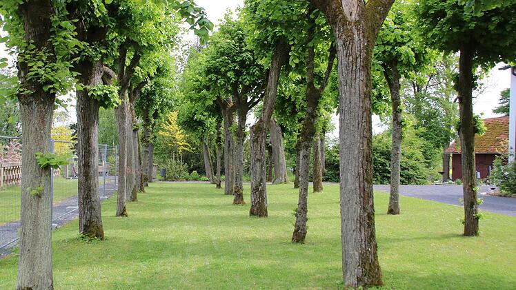 Der Lindenhain erinnert an die Zeit, als die Anlage noch ein Barockpark war.