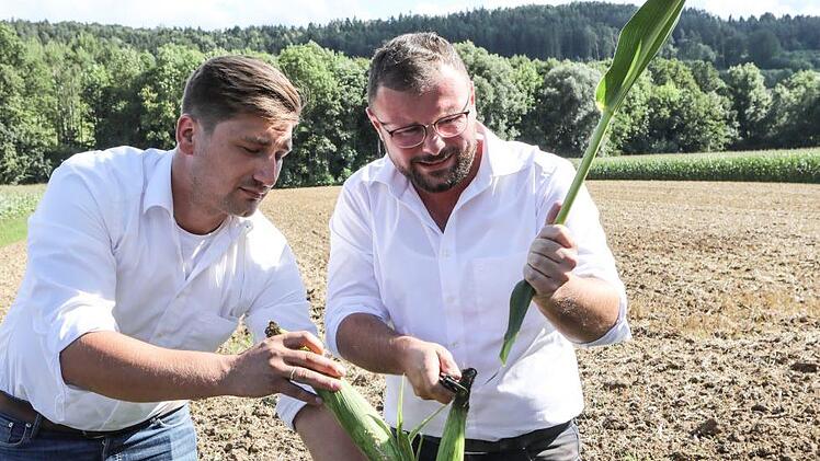 Die Pflanzenbau-Experten Andreas Feser (links) und Christoph Krapp untersuchen eine Maispflanze.