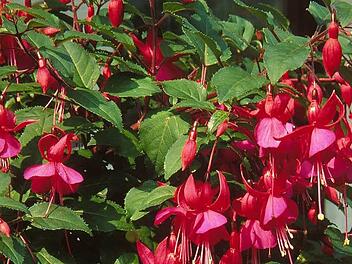 Sommerblumen, wie die Fuchsien auf dem Bild, können einen ganzen Sommer lang aus einem Garten eine blühende Oase machen. Symbolbild: CMA