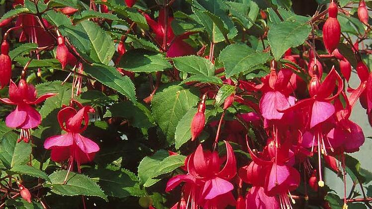 Sommerblumen, wie die Fuchsien auf dem Bild, können einen ganzen Sommer lang aus einem Garten eine blühende Oase machen. Symbolbild: CMA