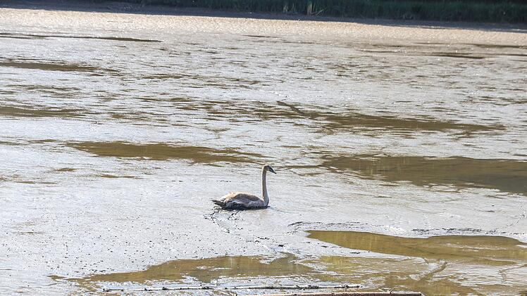 Einsatzkräfte auf den Arm genommen: Schwan im Morast sorgt für langen Rettungseinsatz und schwimmt dann selbst davon