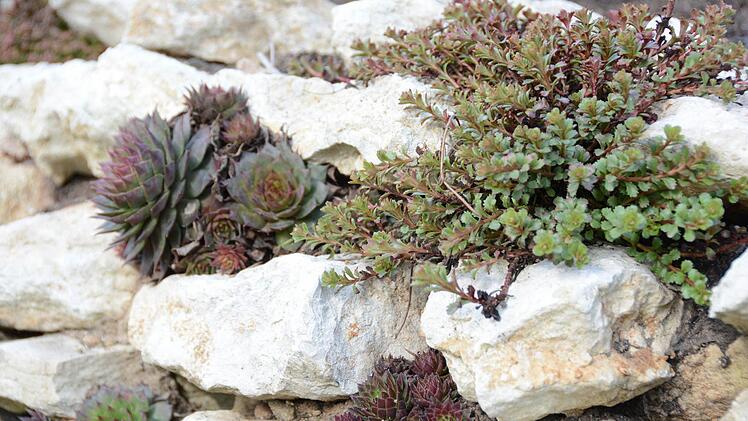 Die Kräuterspirale ist aus Feldsteinen errichtet. Zwischen den Steinen wurden Sand und fruchtbare Erde geschichtet. Hier finden Hauswurze Halt und Nahrung. Foto: Dagmar Besand