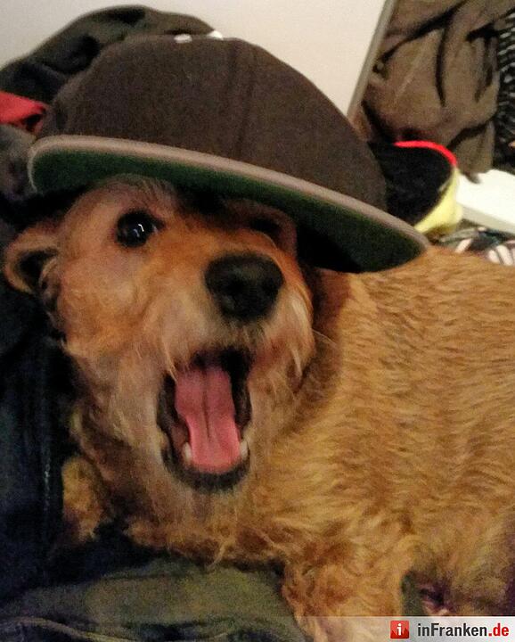 Auf den Hund gekommen: Die schönsten fränkischen Hunde unserer Nutzer