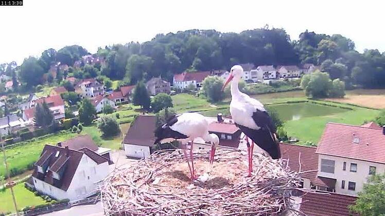 Die Webcam ins Storchennest gehört zum digitalen Röttenbach.
