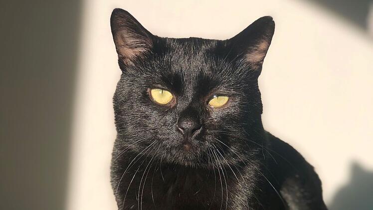 Tierheim Hersbruck mit Hilferuf: "Kommen langsam an unsere Grenzen"