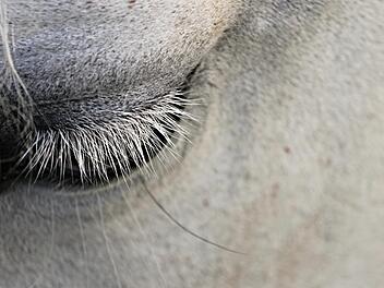 pferd auge reiter stute