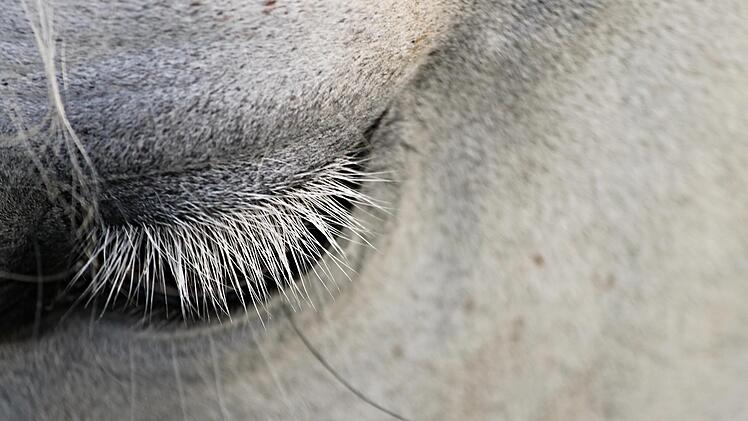 pferd auge reiter stute