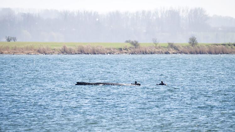 Buckelwal liegt weiter in Wismarer Bucht