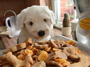 Der Futterhersteller Hill's Pet Nutrition hat seine R&uuml;ckrufaktion ausgeweitet. Grund ist eine erh&ouml;hte Dosis Vitamin-D. Symbolbild: Nestor Bachmann dpa/lbn