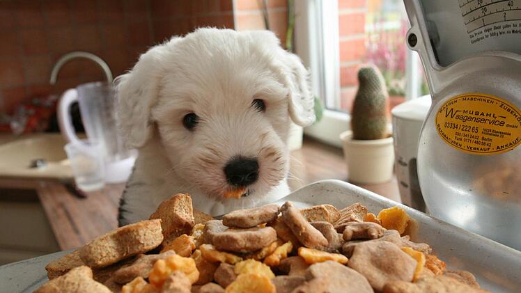 Der Futterhersteller Hill's Pet Nutrition hat seine R&uuml;ckrufaktion ausgeweitet. Grund ist eine erh&ouml;hte Dosis Vitamin-D. Symbolbild: Nestor Bachmann dpa/lbn