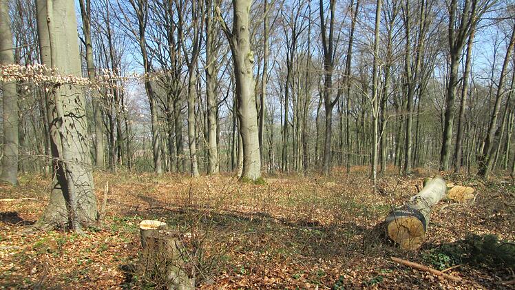 Nach den Osterfeiertagen beginnen die Arbeiten für den Waldfriedhof in Fuchsstadt. Eine Satzung dafür ist bereits in Kraft getreten. Foto: Winfried Ehling