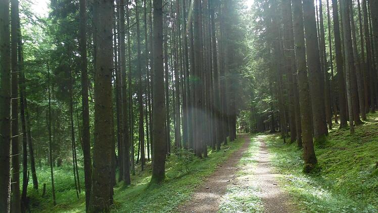 Ein sonniger Waldweg führt zum Lichtenfelser Ortsteil Hammer.