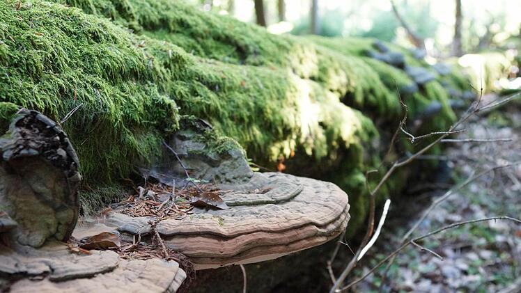 Eine tote Buche verwittert.