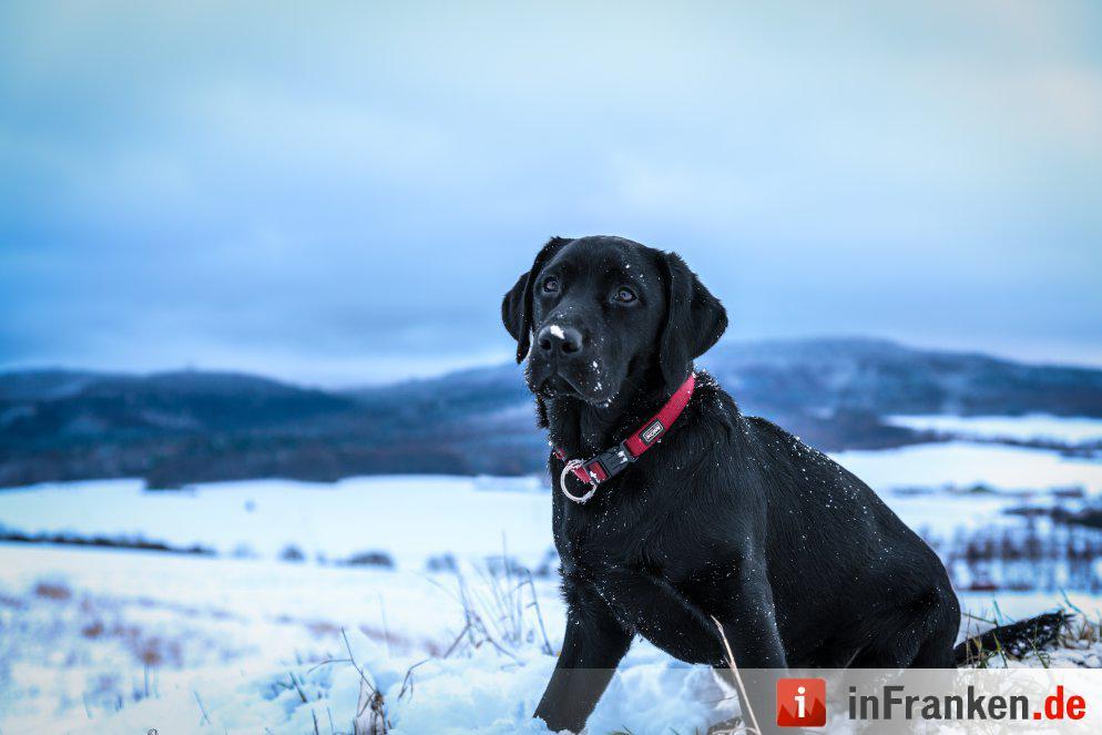 Eis und Schnee in Franken - die schönsten Winterleserfotos
