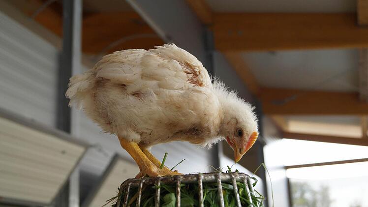 Den Bio-Hähnchen wird auch Grünfutter im Stall angeboten. Foto: Hanna
