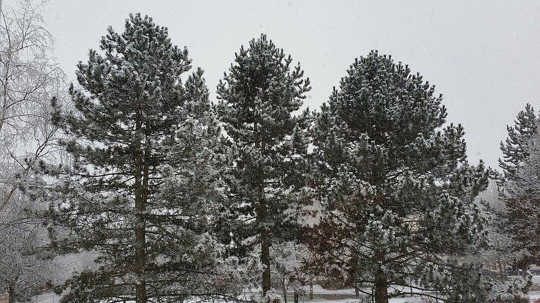 Schnee und Eis - Die schönsten Aufnahmen aus Franken
