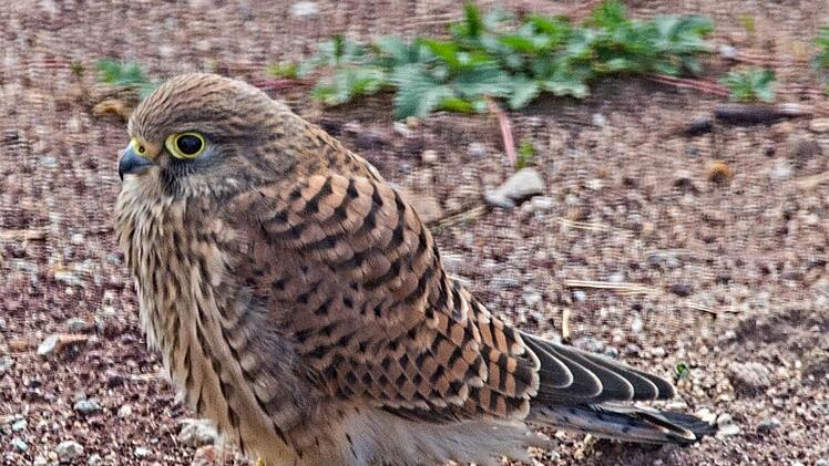 Etwas verunsichert oder ängstlich blickt dieser Geselle drein.  Foto: Ilona Elflein
