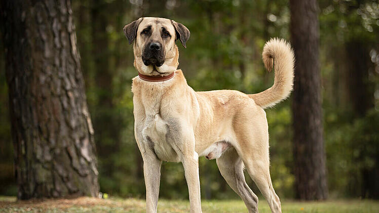 Herbert ist ein fünfjähriger Rüde, der seit Juli 2025 im Tierheim Nürnberg lebt.