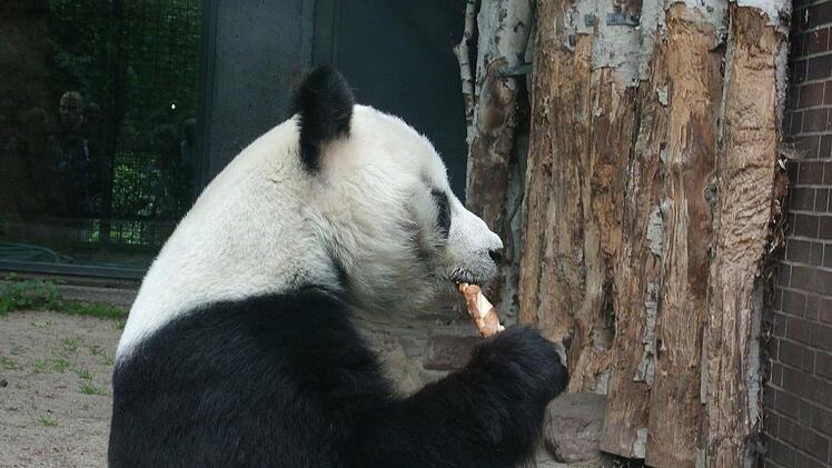 Wer Pandas sehen will, ist im Zoo Berlin genau richtig.