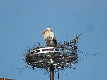 Kaum ist das neue Nest da, schon traf der erste Storch ein.  Foto: maw