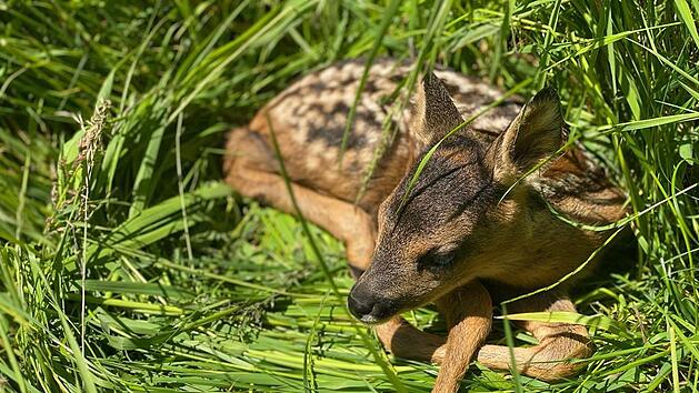 Rehkitze sollte man niemals mit der Hand berühren.