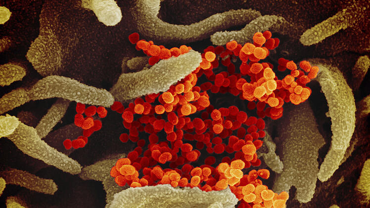 Coronavirus, Mikroskop
