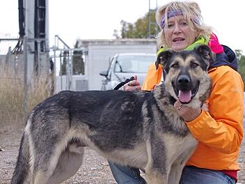 "Athor" liebt alle Menschen, ist gutm&uuml;tig, anh&auml;nglich, kameradschaftlich und verschmust, sollte aber am besten zu einem wirklich erfahrenen Sch&auml;ferhund-Fan kommen. Foto: Tierschutzverein Kronach